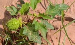 الزراعة تشكل فرقاً أمنية للحدّ من انتشار نبتة (الداتورا) المخدرة